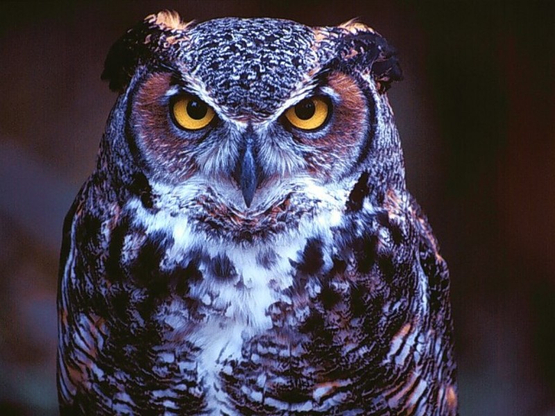 Great Horned Owl, St. Louis, Missouri.jpg