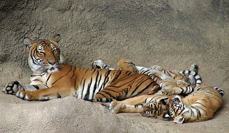 indo chinese tiger mom and cubs1 9-20.jpg