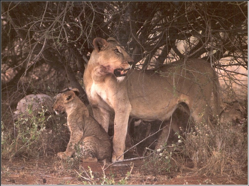 PO Kal 32 Lionne et ses petits.jpg