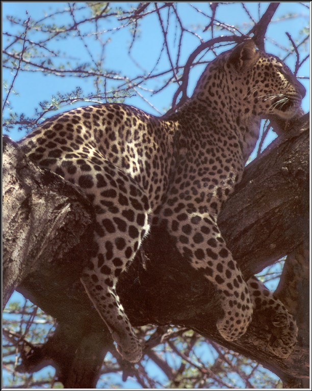 PO Kal 51 Jaguar sur un arbre perch??.jpg