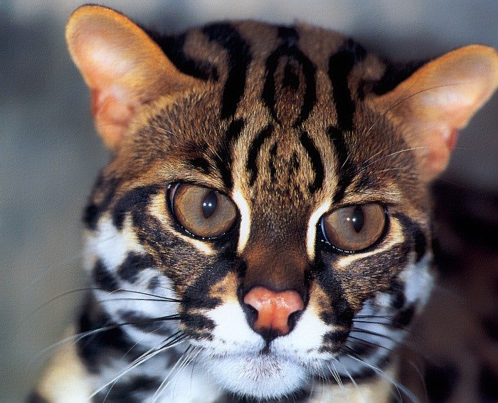 p-wc28-leopard cat.jpg