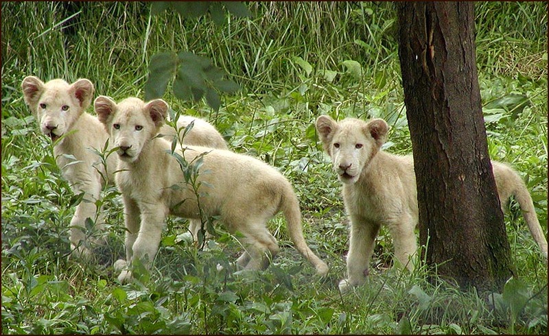 White lion cubs all look.jpg