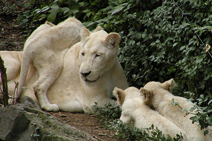 white lion cubs and mom1 9-20.jpg
