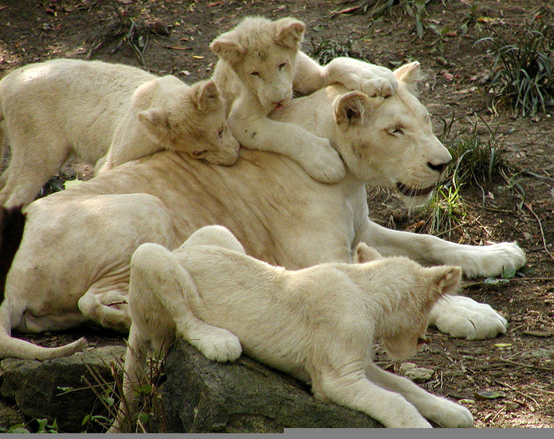 white lion cubs and mom3 9-20.jpg