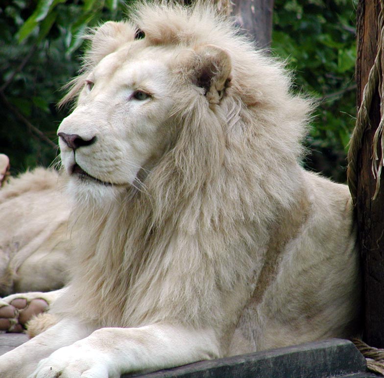white lion face side.jpg