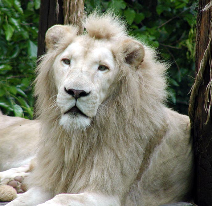 white lion male face.jpg