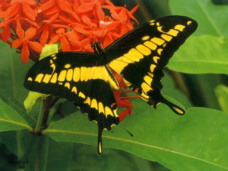 Papilio cresphontes2.jpg
