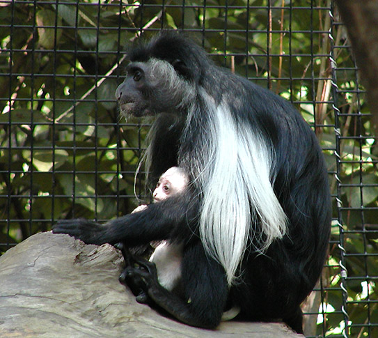colobus monkey mom and baby2 9-20.jpg