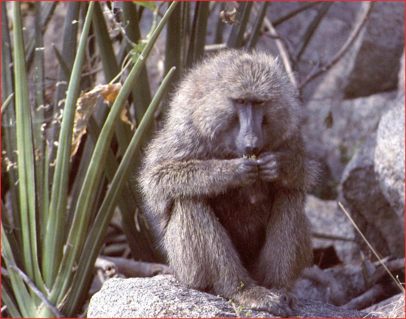 PO Ser 085 Babouin dans les kopjes.jpg