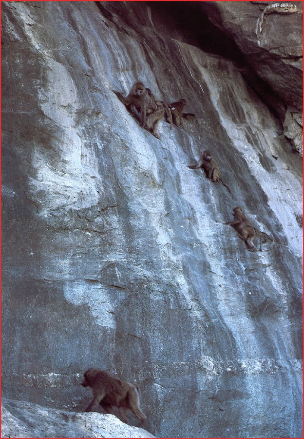 PO Ser 088 Babouins escaladant le rocher de Nasera.jpg