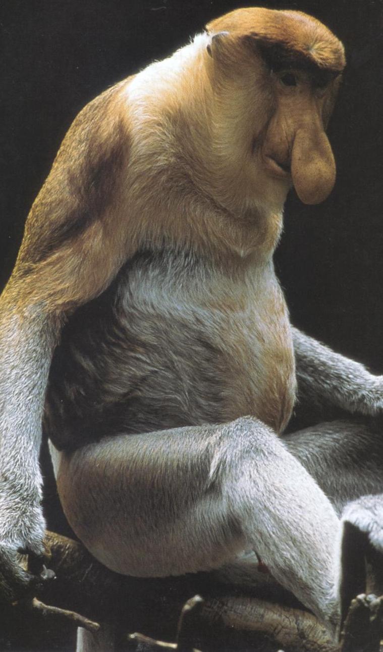 proboscis monkey.jpg