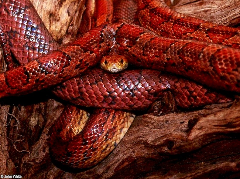 Corn Snake001.jpg