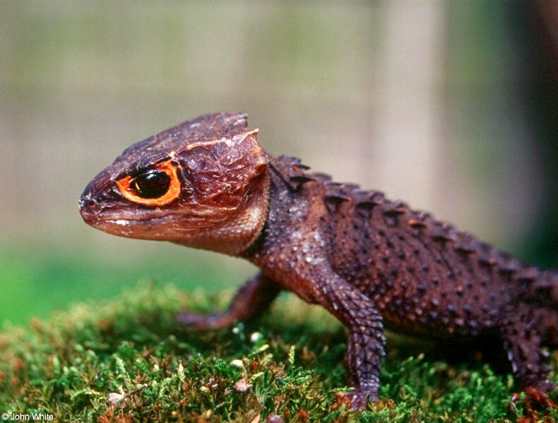 crocodile skink003.jpg