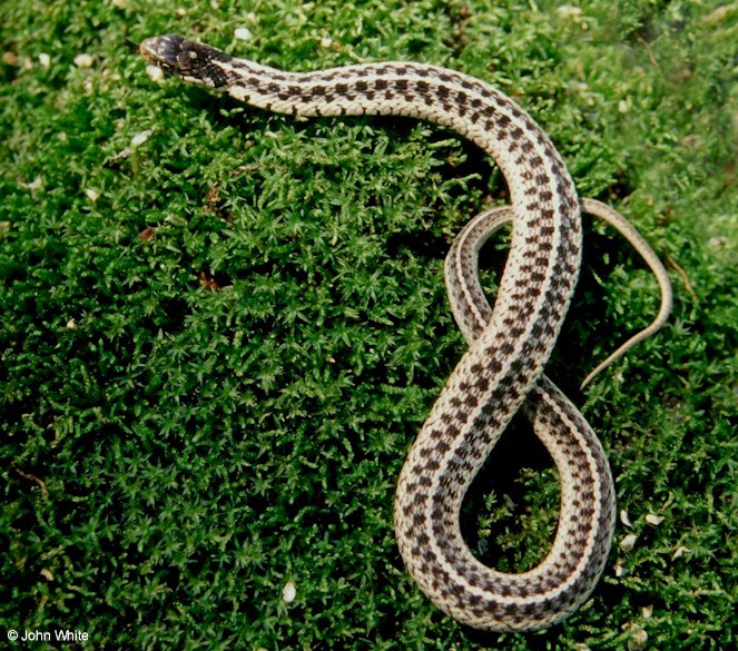 Eastern Garter Snake  (Thamnophis sirtalis sirtalis).jpg
