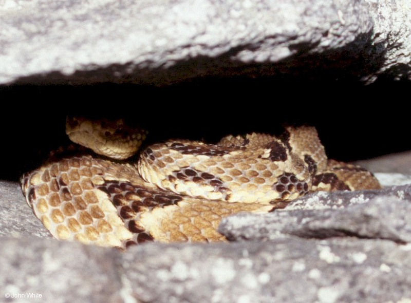 Timber Rattlesnake  (Crotalus horridus horridus)307.jpg