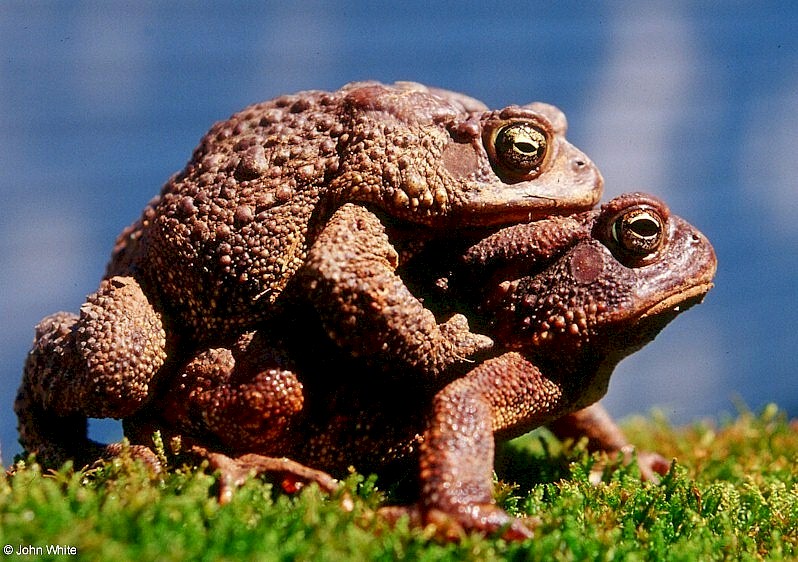 toads004.jpg