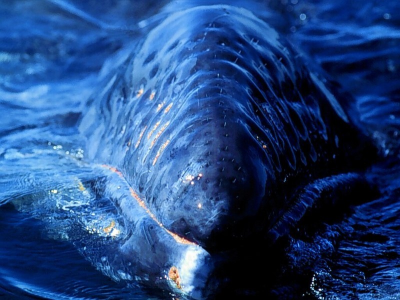 California Gray Whale, Baja, Mexico.jpg