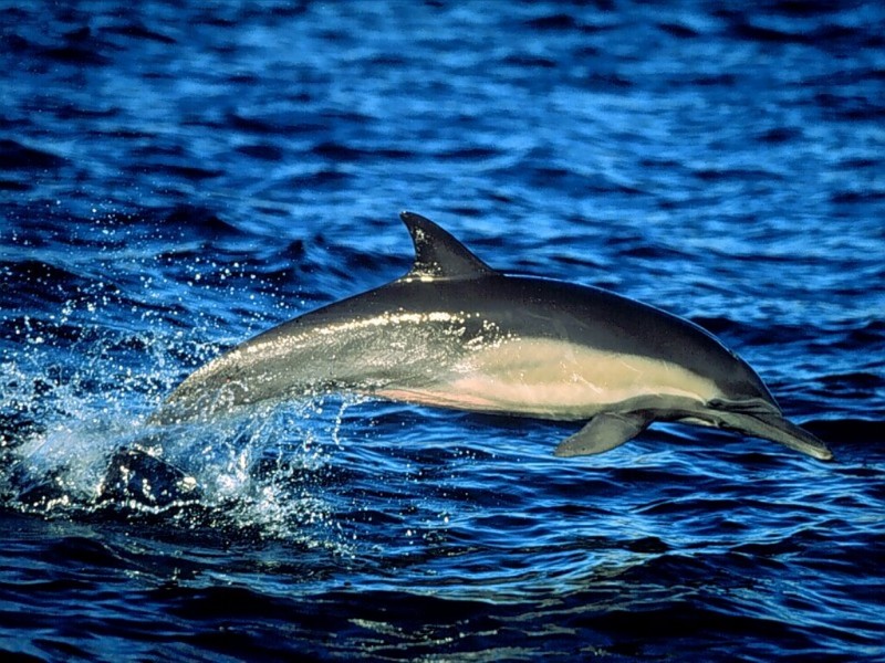 Common Dolphin, Leaping, Sea of Cortez, Mexico.jpg