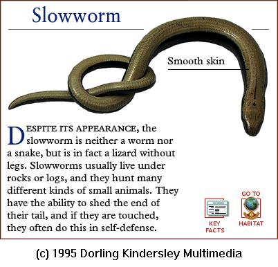DKMMNature-Reptile-Lizard-Slow Worm.gif