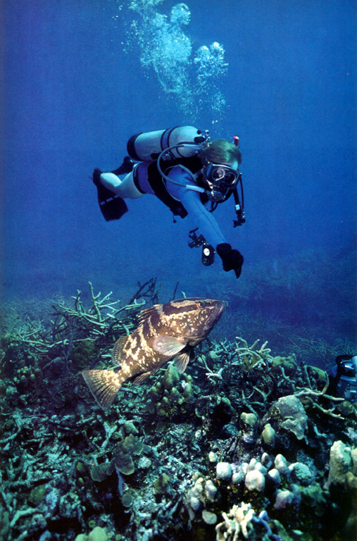 nassau grouper.jpg