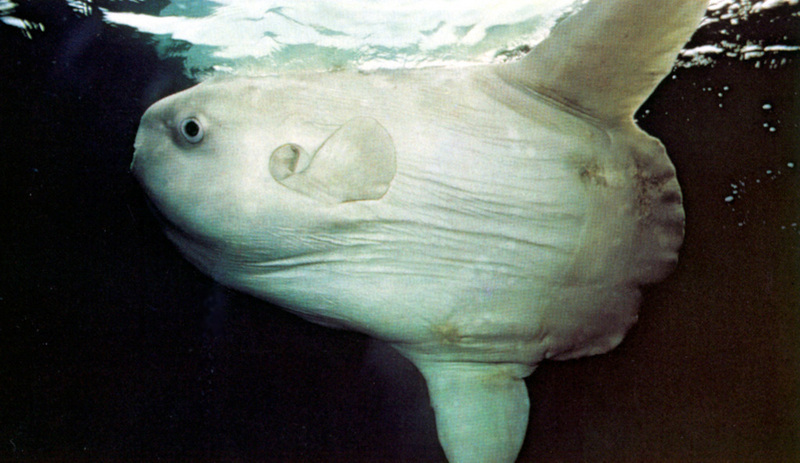 ocean sunfish.jpg