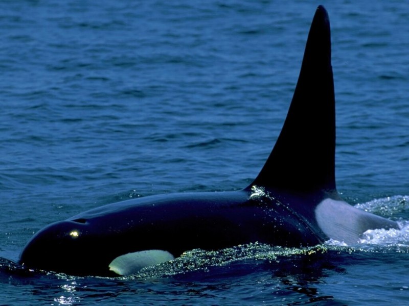 Orca Fin, aka Jaws.jpg