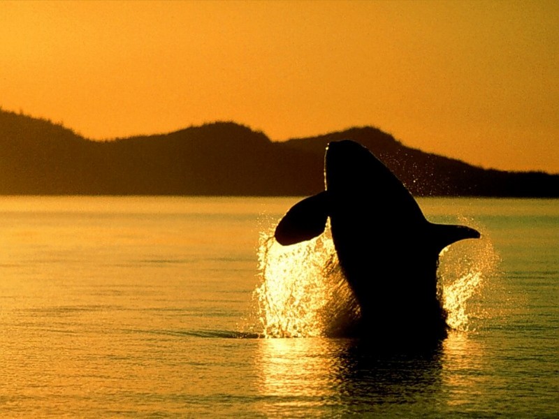 Orca, Breaching, British Columbia, Canad.jpg