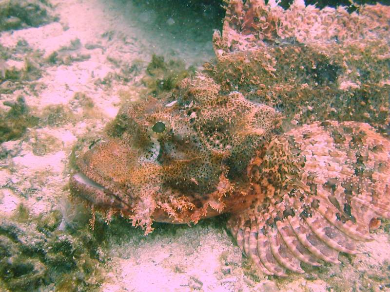 scorpionfish closeup.jpg