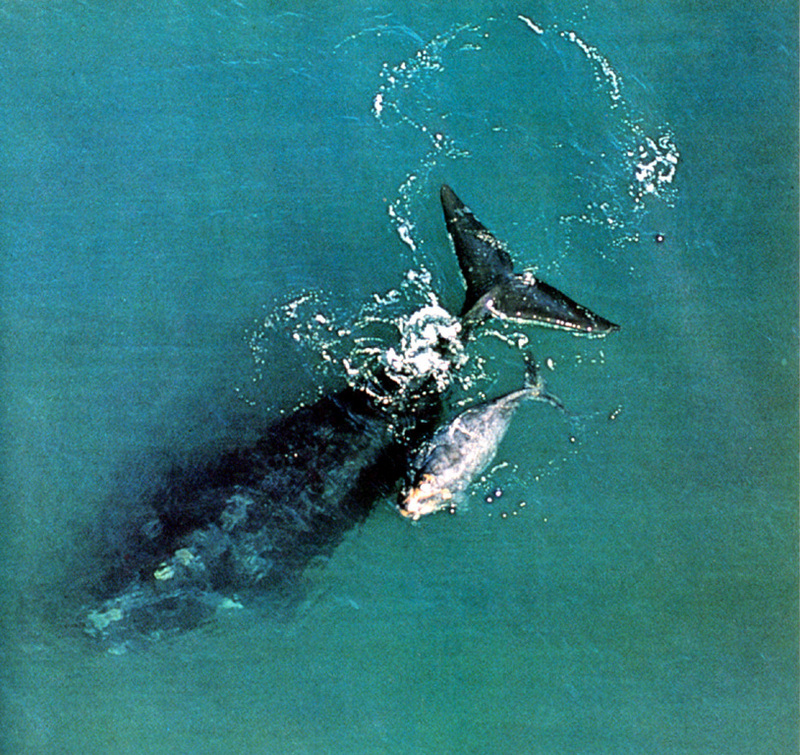 southern right whale and calf.jpg