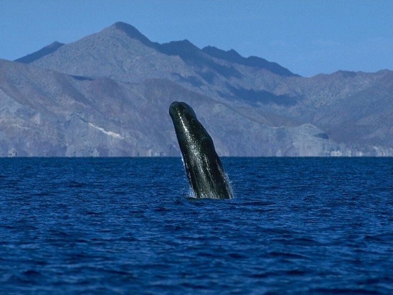 Sperm Whale, Breaching, Sea of Cortez, Mexico.jpg