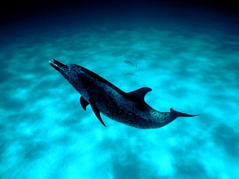 Spotted Dolphin, Little Bahamas Banks.jpg