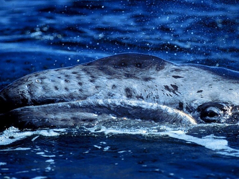 Surfacing, California Gray Whale, Baja, Mexico.jpg