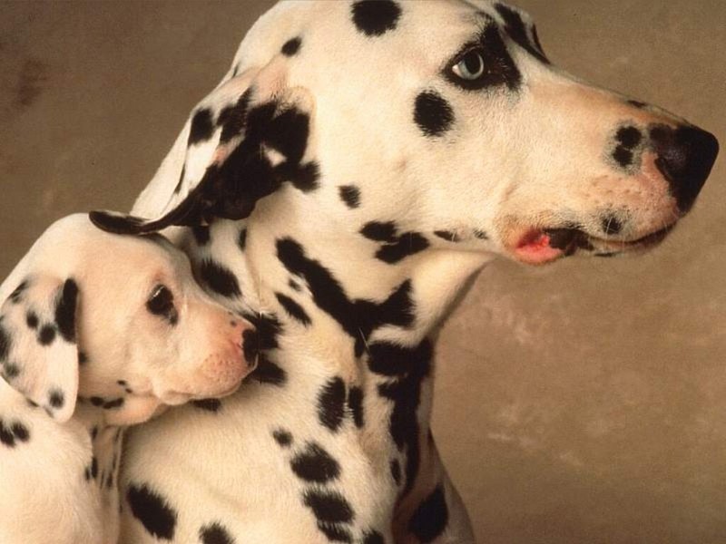 Dalmatian Mom and Pup.jpg