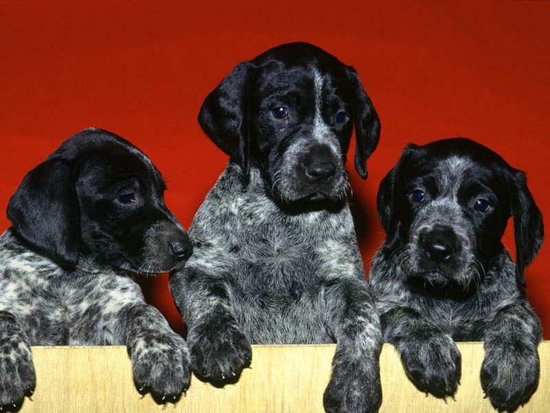 German Shorthaired Puppies.jpg
