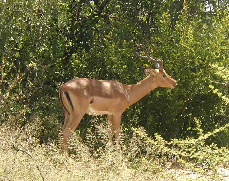 Impala browsing Pilansberg NR South Africa.jpg