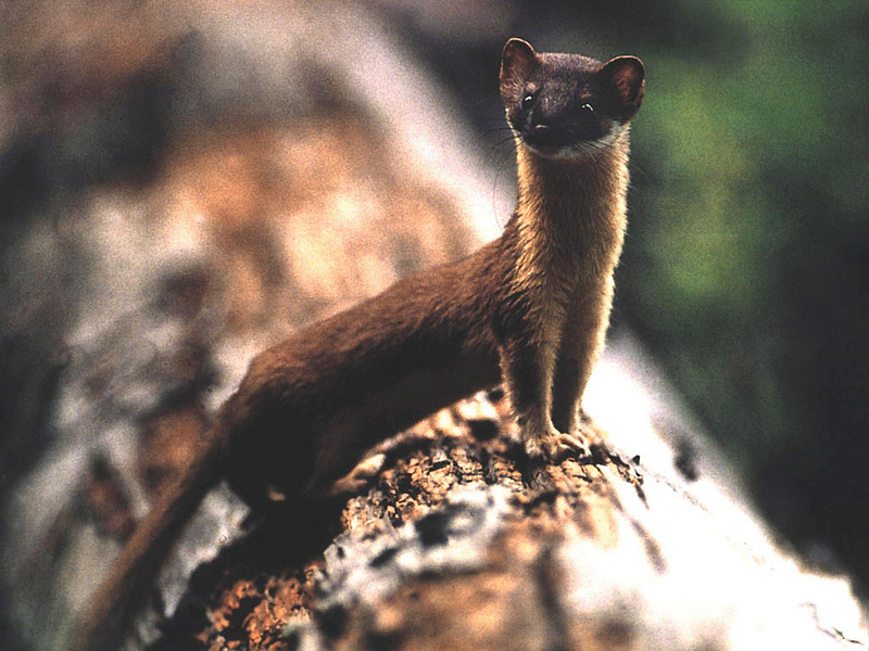 long-tailed weasel.jpg