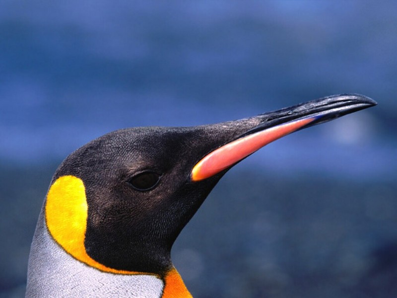 Always Aloof, King Penguin.jpg