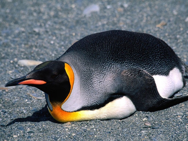 Belly Slide, King Penguin.jpg