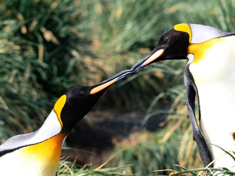Courtship, King Penguins.jpg