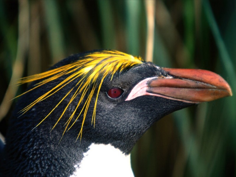 Fashionable Hairstyle, Macaroni Penguin.jpg