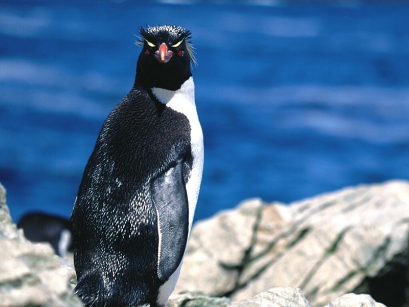 Formal Dress Only, Rockhopper Penguin.jpg