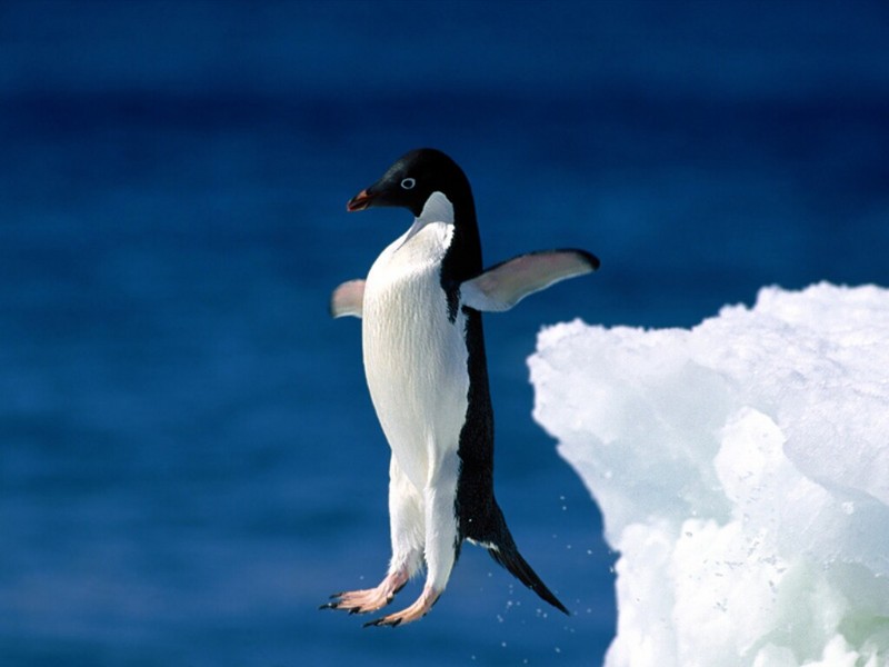 Leap of Faith, Adelie Penguin.jpg