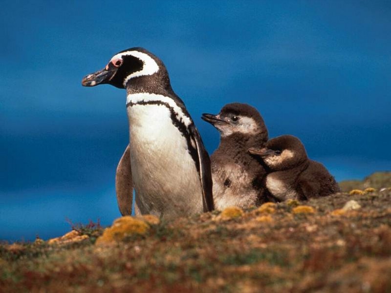 Magellanic Penguins, Falkland Islands.jpg