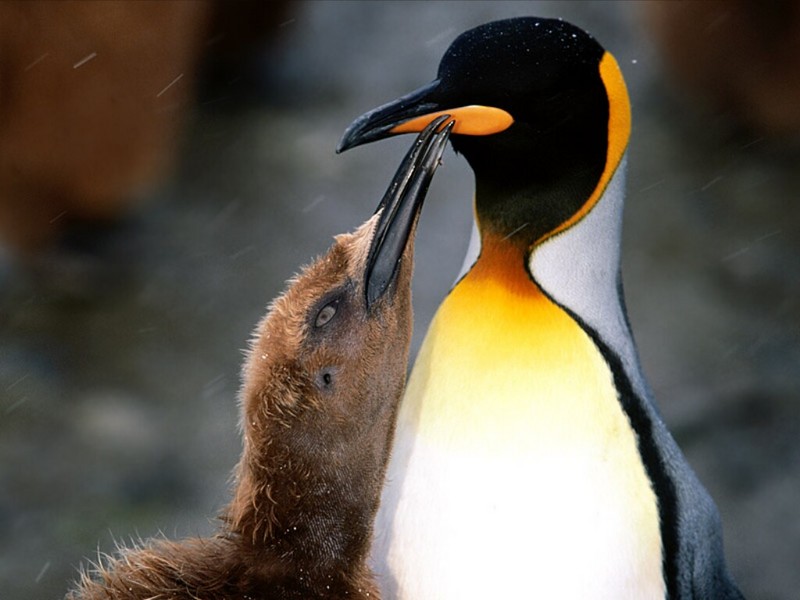 Peck on the Cheek, King Penguin.jpg