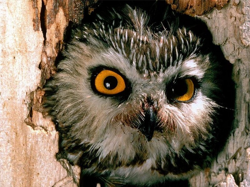 Saw-Whet Owl, Pennsylvania.jpg