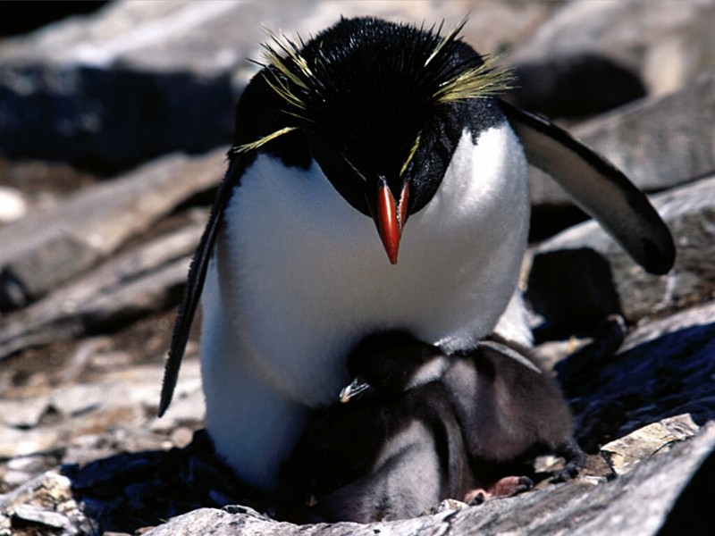 Sheltering, Rockhopper Penguins.jpg