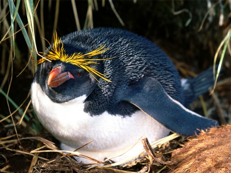Tending the Nest, Macaroni Penguin.jpg