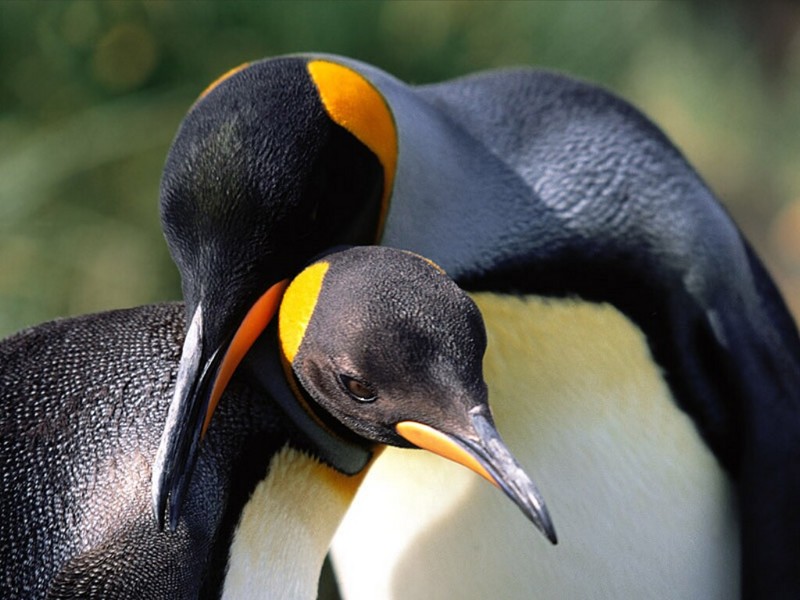 Whispering Sweet Nothings, King Penguins.jpg