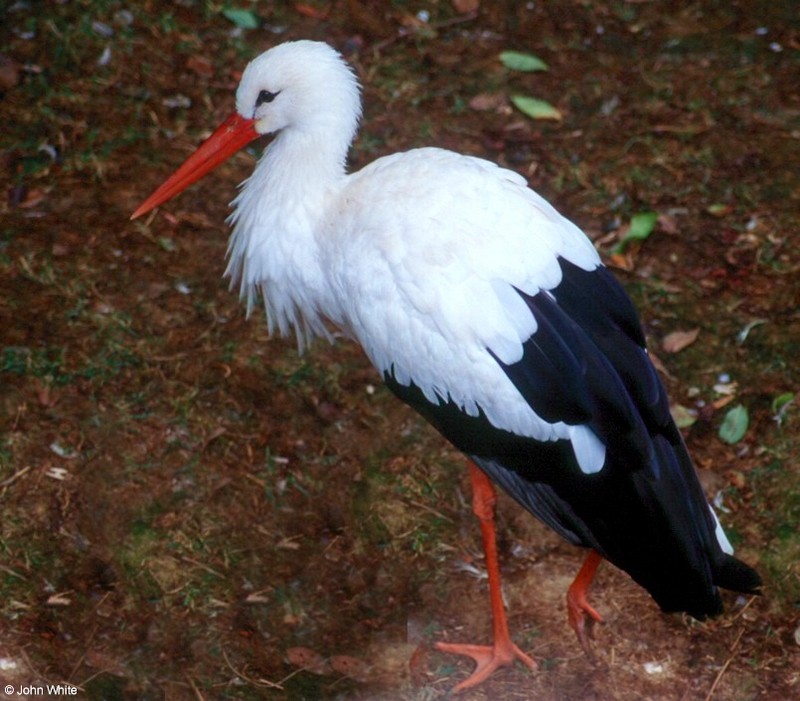 White Stork (Ciconia ciconia ciconia)236.jpg