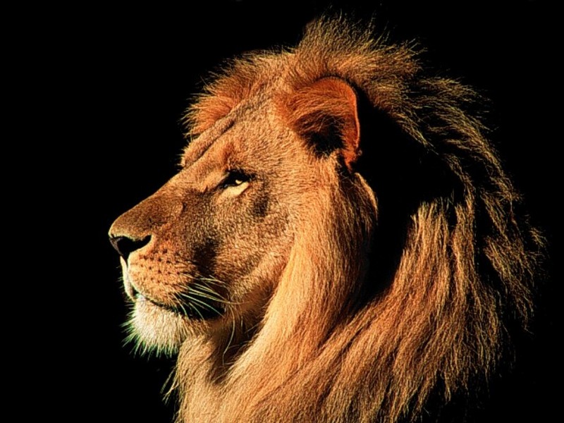 African Male Lion, Kenya.jpg